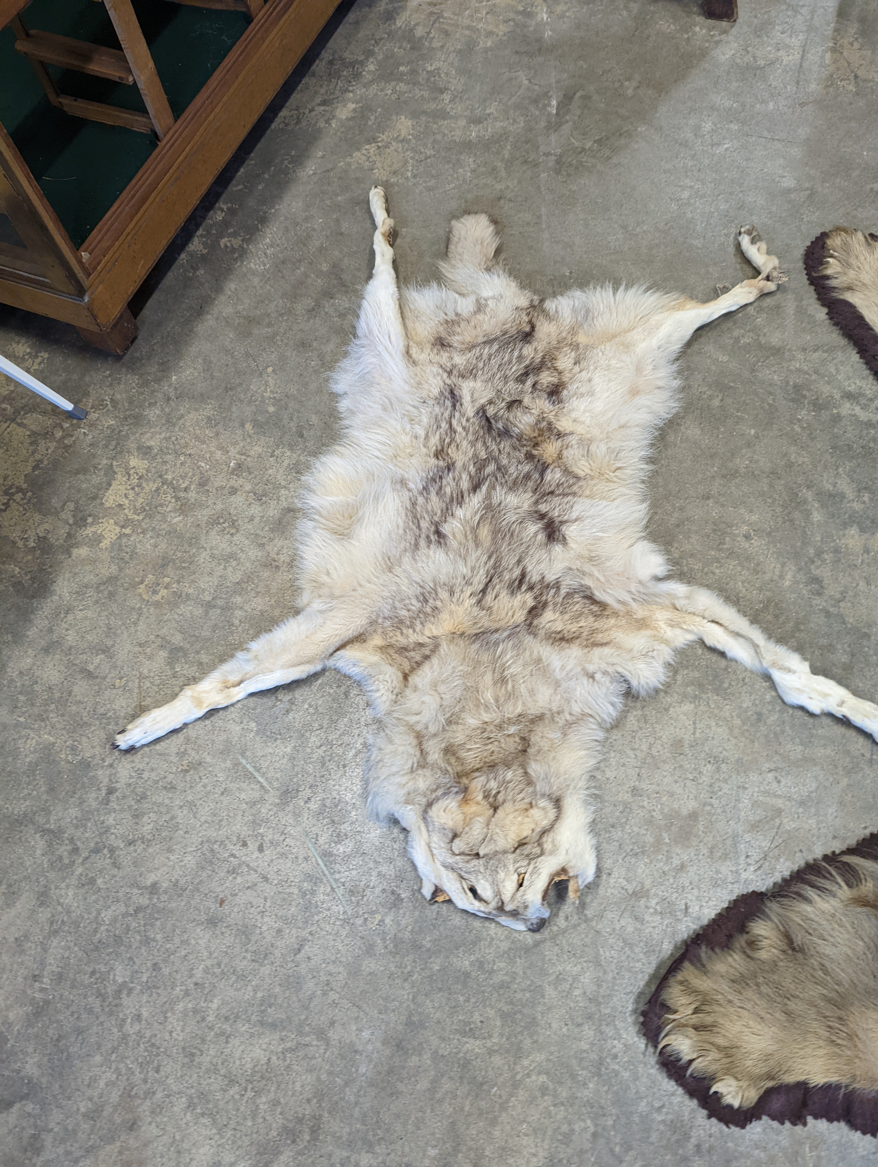 Taxidermy, a Brown Bear skin rug with head and stitched felt border, nose to tail 155cm together with a wolf skin